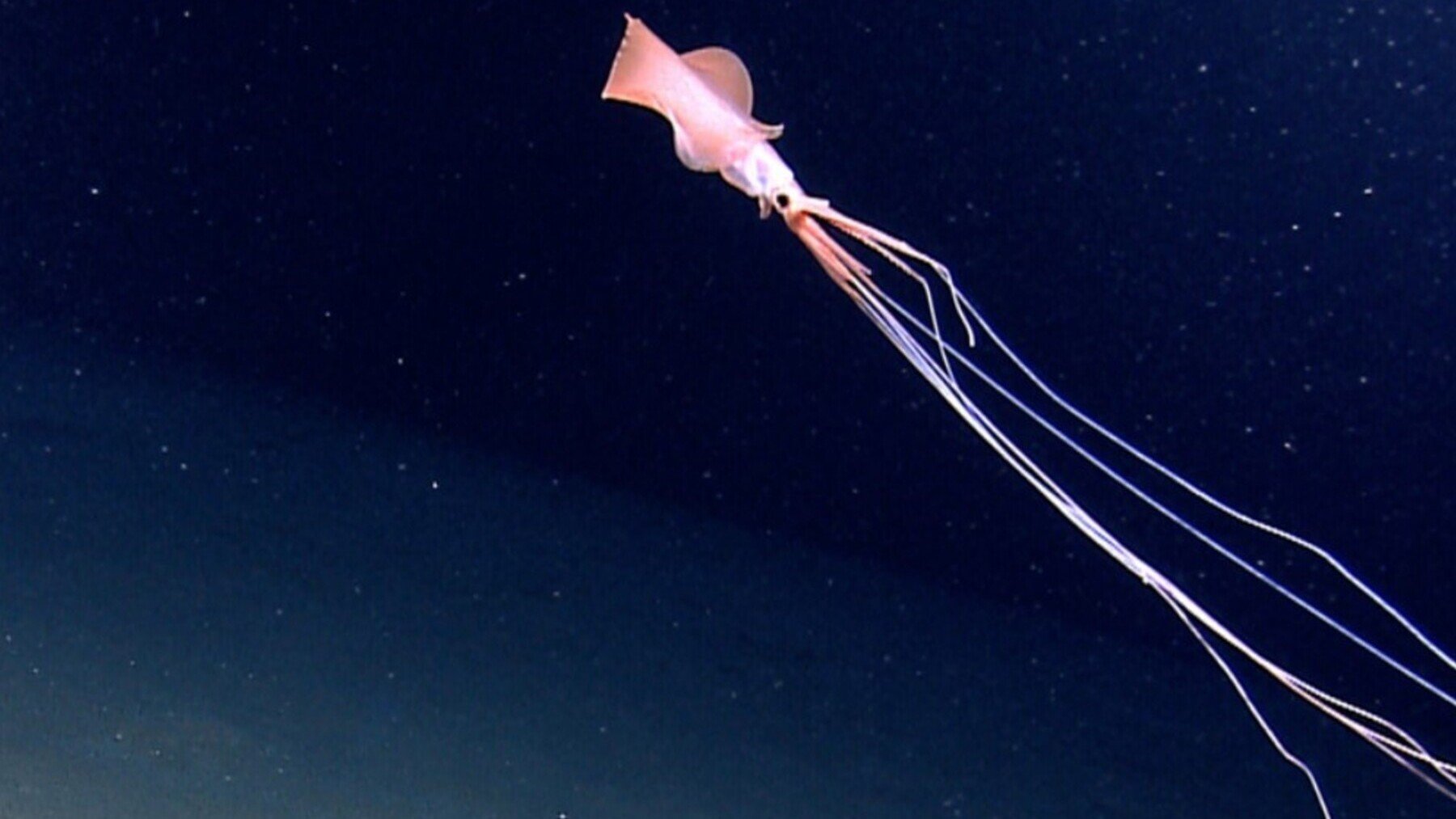 Calamar gigante. Foto:  Centro de Investigación de las Profundidades Marinas, Universidad de Australia Occidental.