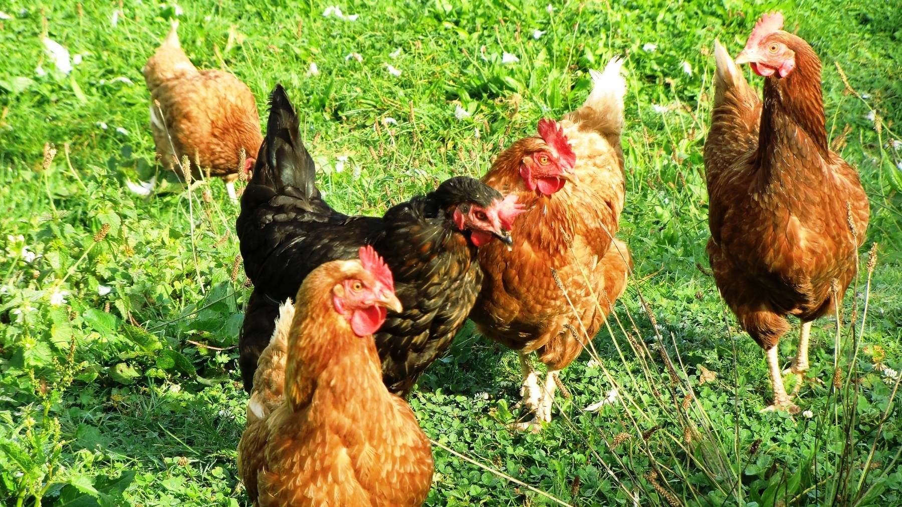 Palo del Gobierno tras la subida del precio de los huevos: multas de hasta 3.000 euros si tienes gallinas sin registrar