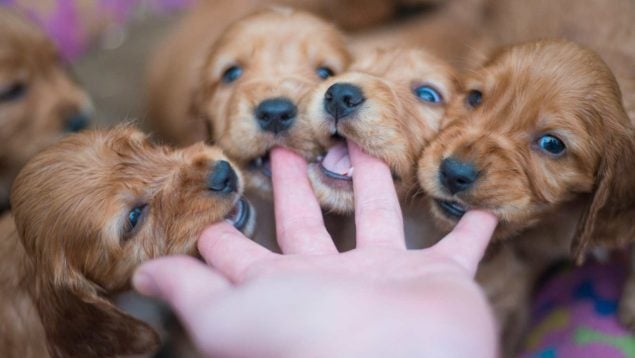 Animales cachorros