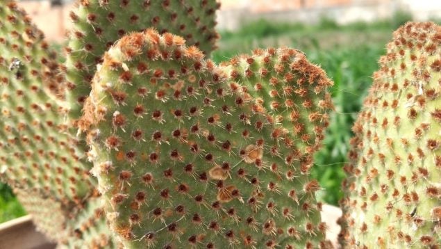 especies invasoras de España, planta invasora en España, naturaleza de España, cactus especie invasora en España, especie invasora en España.