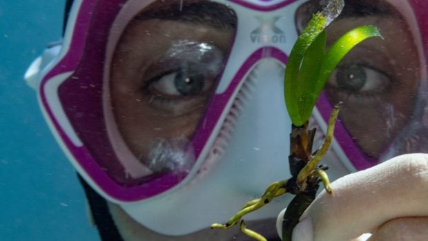 Plantando posidonia con jóvenes voluntarios gracias al programa educativo de Blancpain