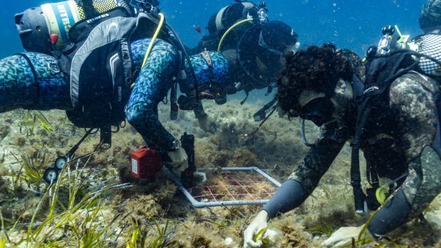 Restaurando una pradera de posidonia arrasada