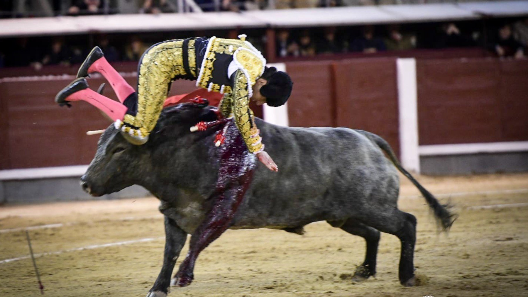 Herido en la faena de muleta Dammián Castaño. (Foto: Plaza 1)