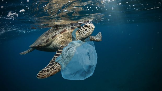 Tortuga con una bolsa de plástico al cuello