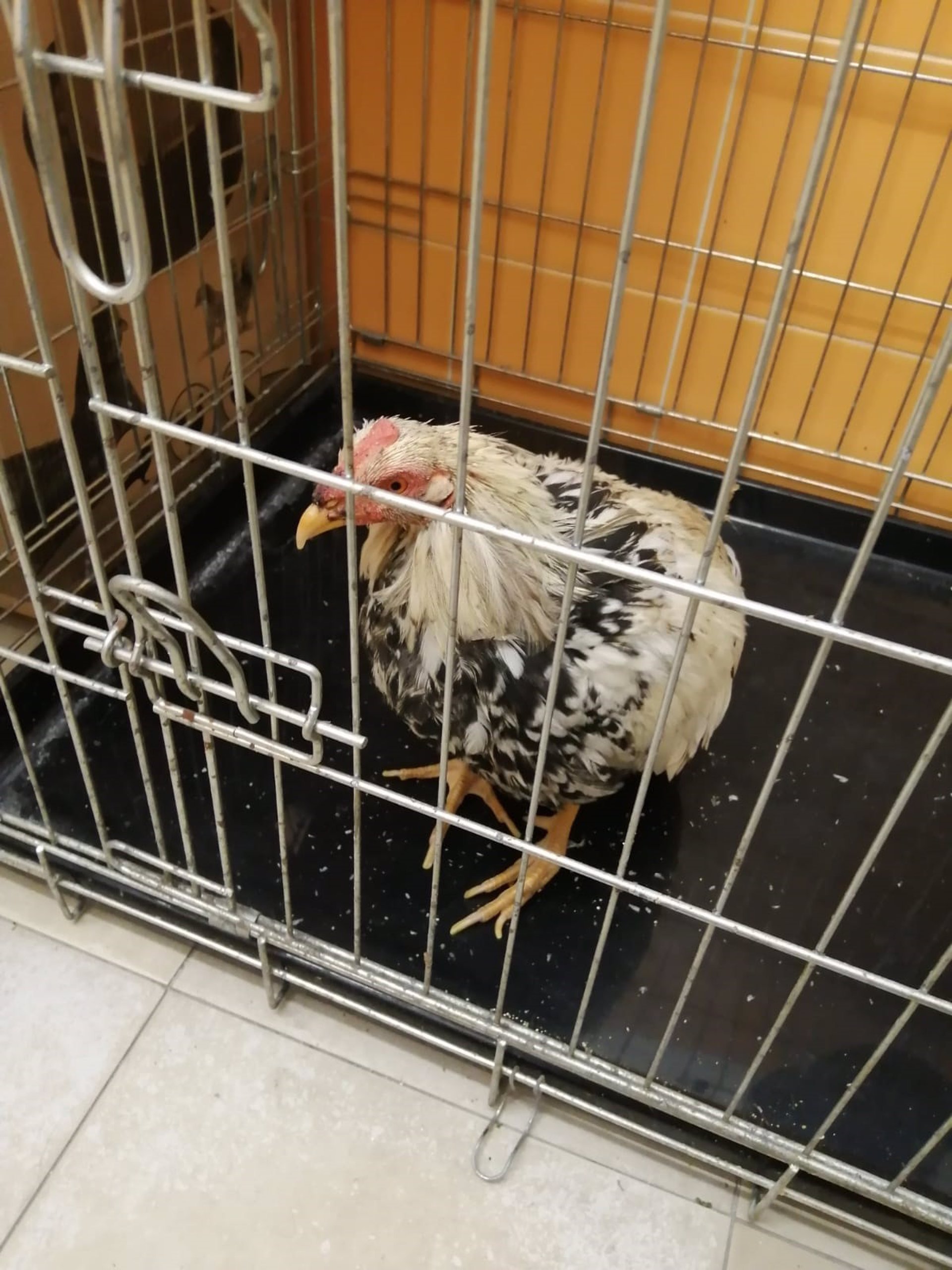 Un gallo de pelea intervenido en una operación policial.