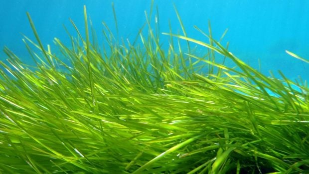 especie más longeva del mundo, especie más longeva en España, posidonia en España, por qué la posidonia es tan importante en el océano.