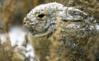 Descubrimiento histórico de los cazadores, curiosidades cazadores en México, conejo en México, conejo de cola de algodón, cazador, logros de los cazadores, descubrimiento de un conejo extinto, cazadores encuentran un conejo extinto.