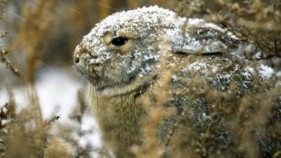 Descubrimiento histórico de los cazadores, curiosidades cazadores en México, conejo en México, conejo de cola de algodón, cazador, logros de los cazadores, descubrimiento de un conejo extinto, cazadores encuentran un conejo extinto.