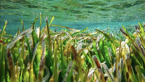 plantas, oceáno, posidonia