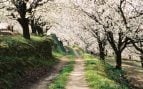 Jerte, cerezos en flor, Extremadura, rutas