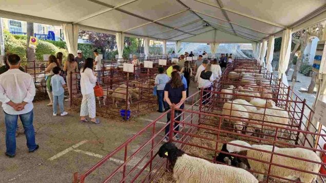 calvià Fira d'Oví i Caprí