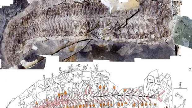 Fósil de 444 millones de años, Paleontología