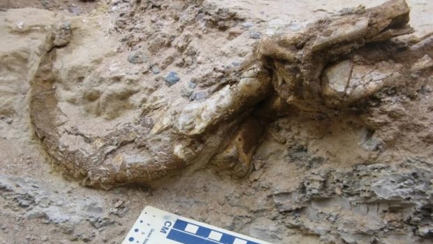 Dinosaurio bípedo, fósiles, paleontología