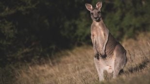 Restaurante leonés con animales raros, restaurante con granja escuela para niños, restauración y Castilla y León, restaurantes más raros de Castilla y León, restaurante con zoo en León.