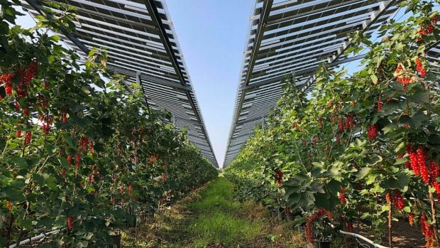 Agrovoltaica