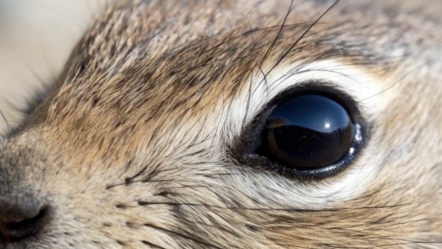 Ardilla, animales, curiosidades, especies invasoras