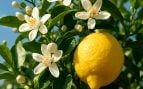 Azahares, Flores de limonero, Jardín