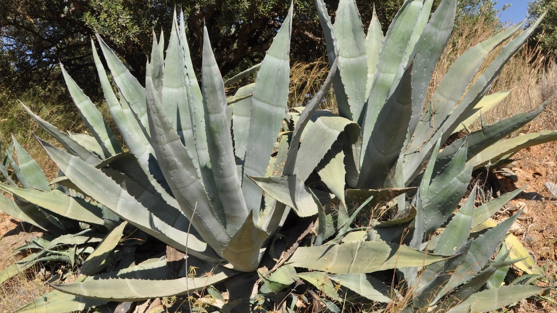 Agave americana. Imagen: Marc Ryckaert (MJJR).