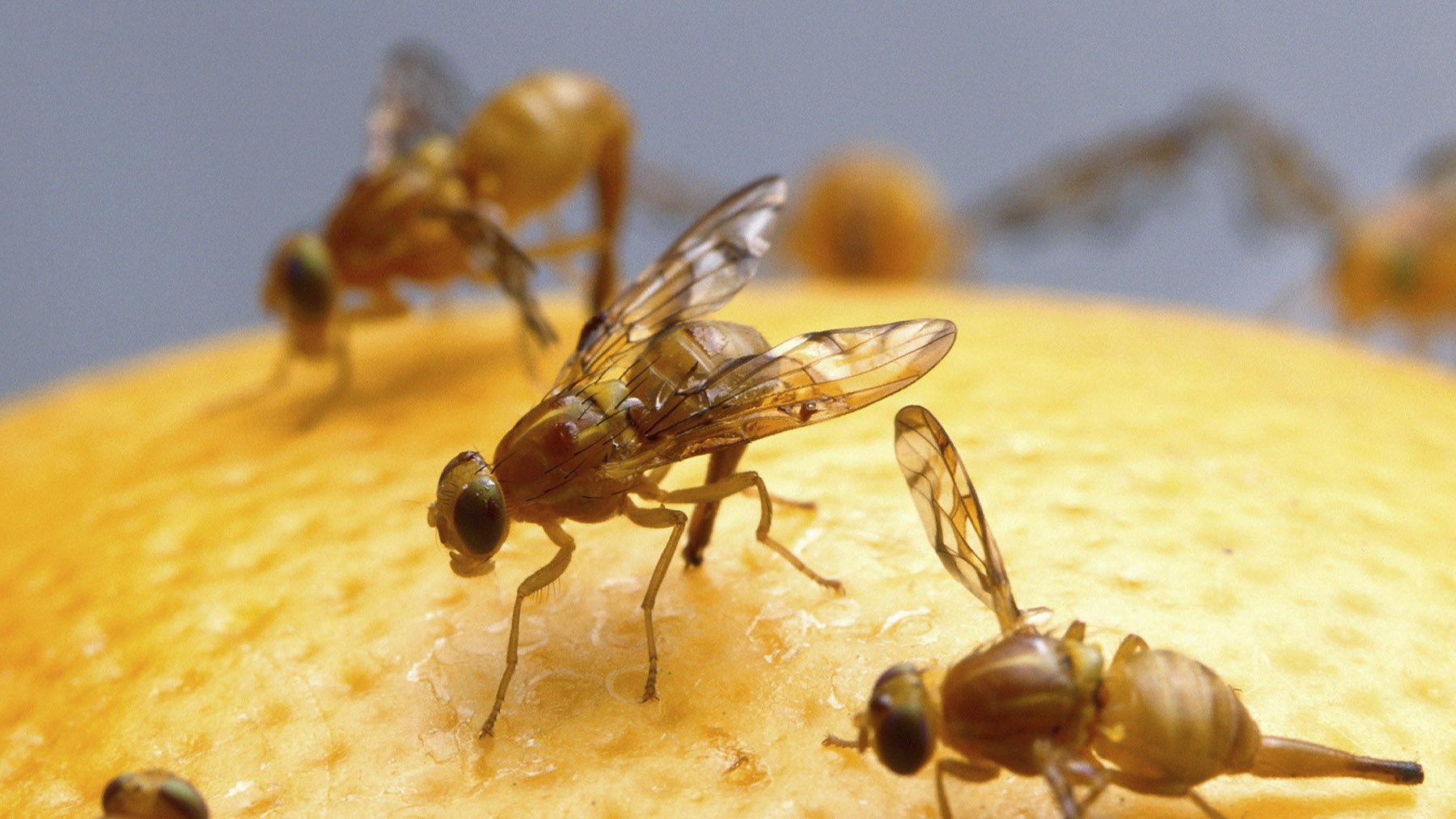 Mosca mexicana de la fruta. Foto: Jack Dykinga en Wikimedia Commons.