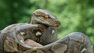 serpiente planta