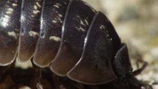 Cochinilla, insecto, especie invasora
