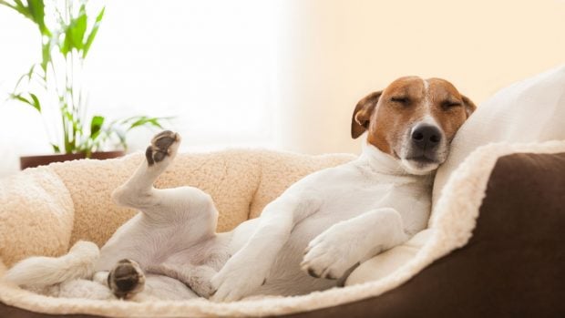 Lugar donde debe dormir el perro