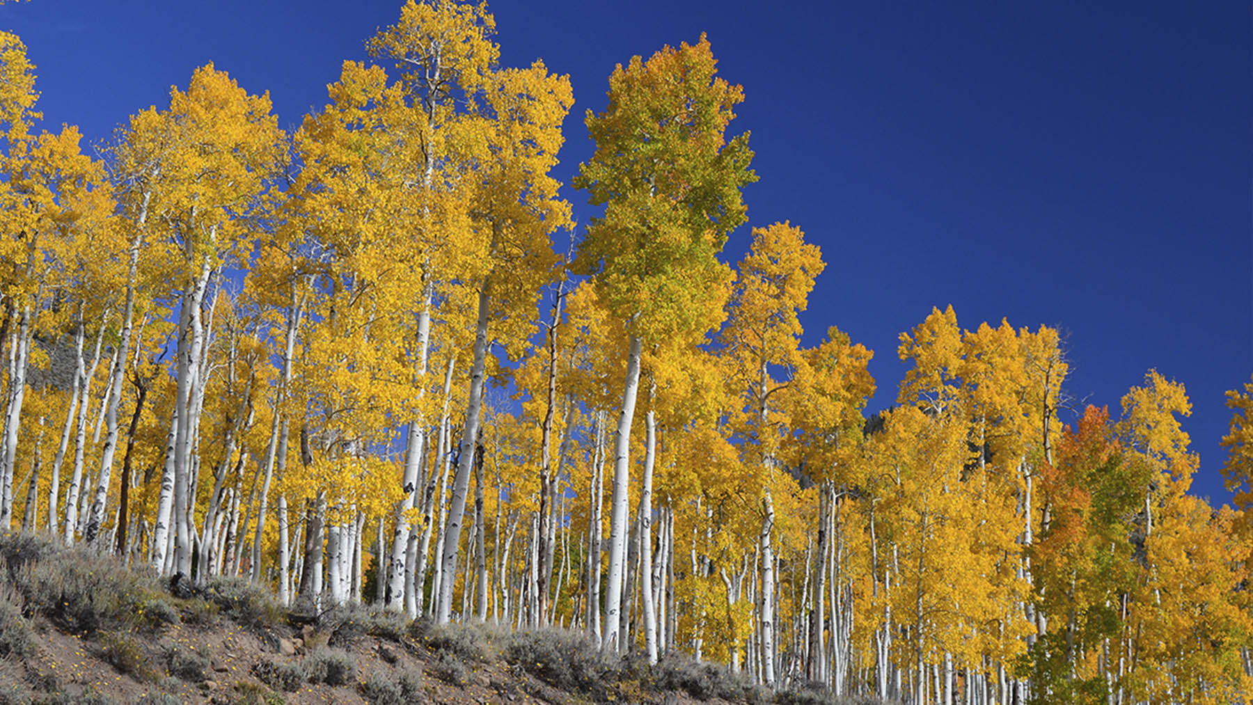 Conjunto de árboles Pando. Foto: J Zapell en Wikimedia Commons.