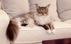 La razón por la que tu gato siempre prefiere tu hueco del sofá, según los expertos