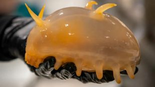 Descubrimiento de nuevos animales en la Antártida, científicos descubren nuevas criaturas abisales, hallazgo de nuevas especies en el fondo del océano, hallazgo científico en la Antártida.