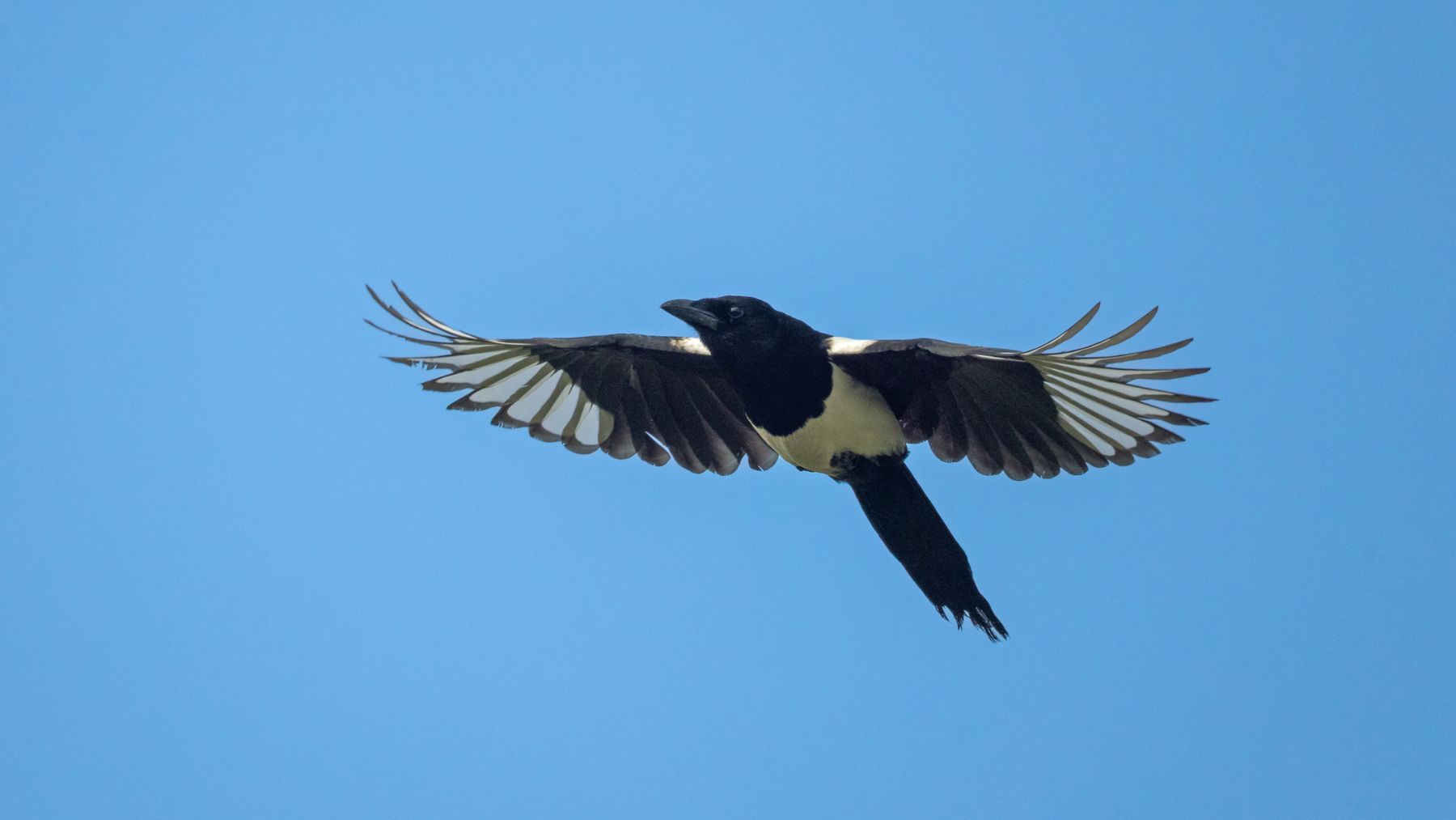 Las urracas son aves de una extraordinaria inteligencia.