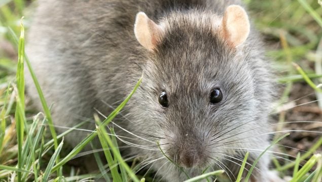 Rattus norvegicus, rata, Canarias, ratas, animales