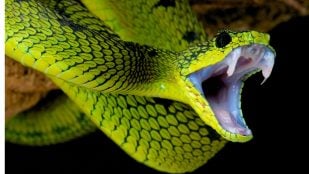 La planta que atrae a las serpientes