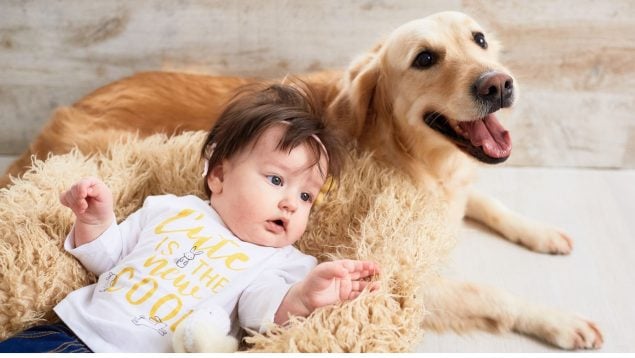 Perros, animales, mascotas