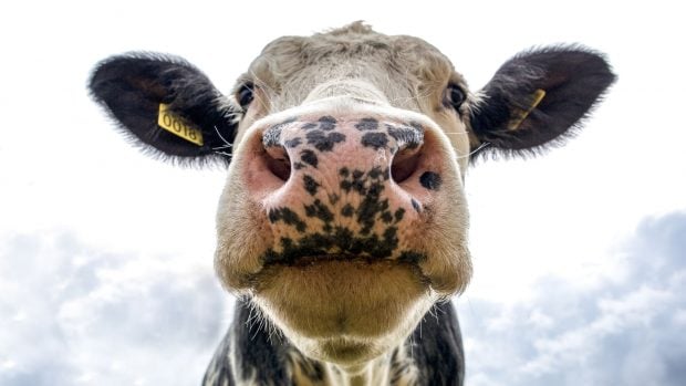 Gripe aviar en vacas lecheras
