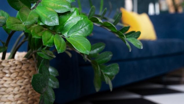 Plantas, flora, curiosidades