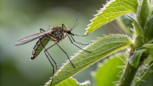Mosquitos, plantas, curiosidades