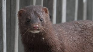 Visión americano, animales, especies invasoras
