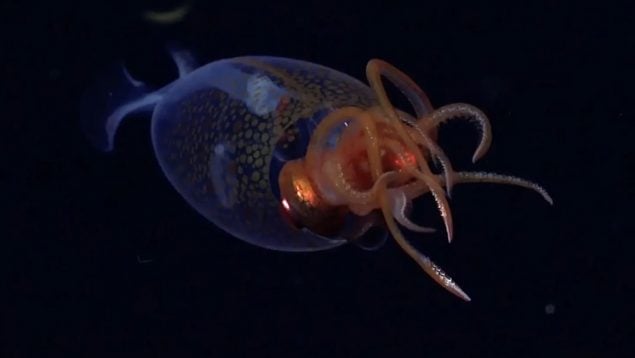 Calamar, animales, descubrimiento, océano