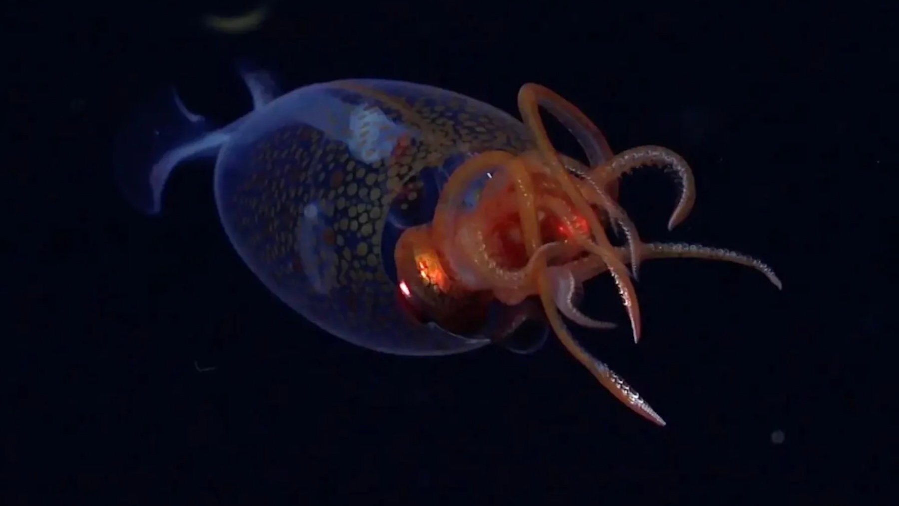 Calamar colosal juvenil. Foto: ROV SuBastian / Schmidt Ocean Institute.