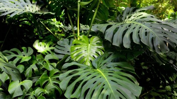 Planta, flora, curiosidades