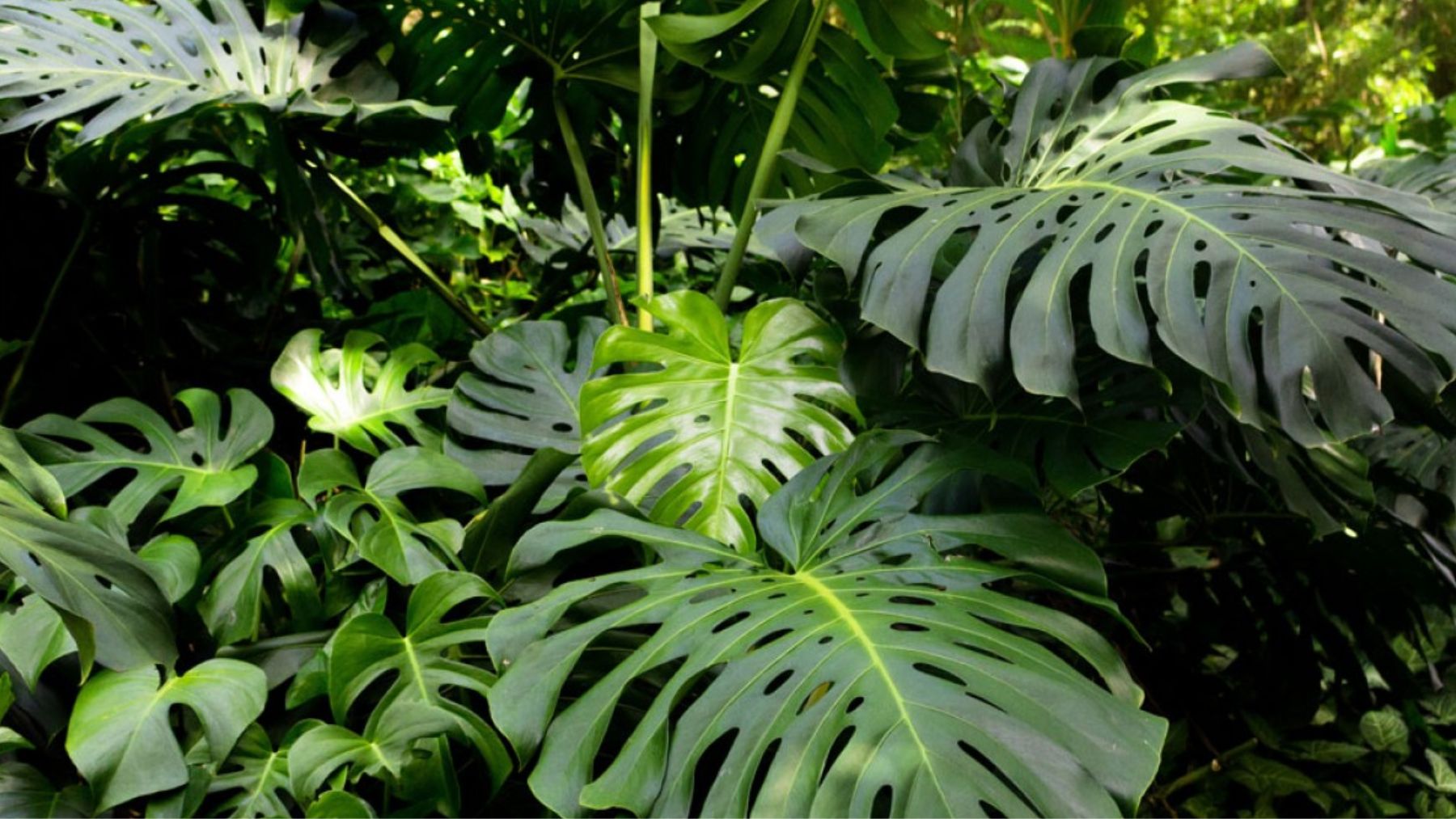 Ni a pleno sol ni a oscuras: éste es el mejor lugar para colocar la costilla de Adán en casa