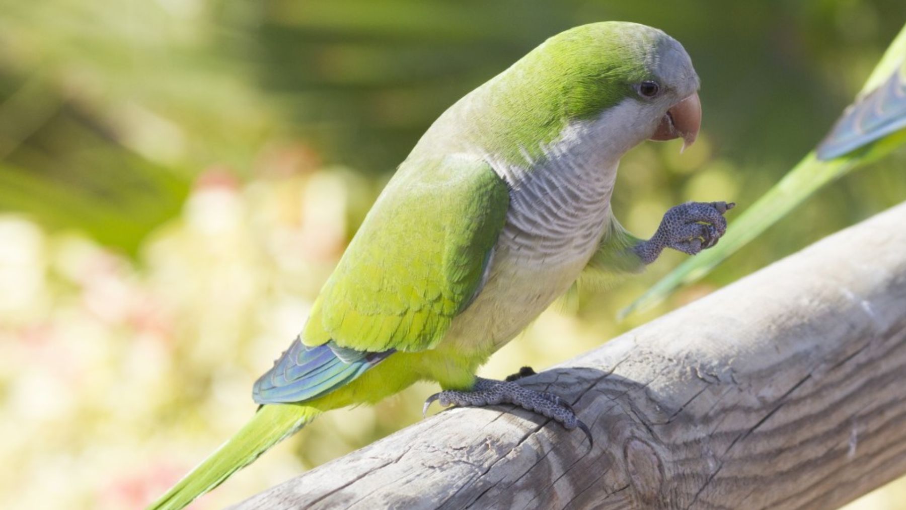 Especie invasora, aves, pájaros