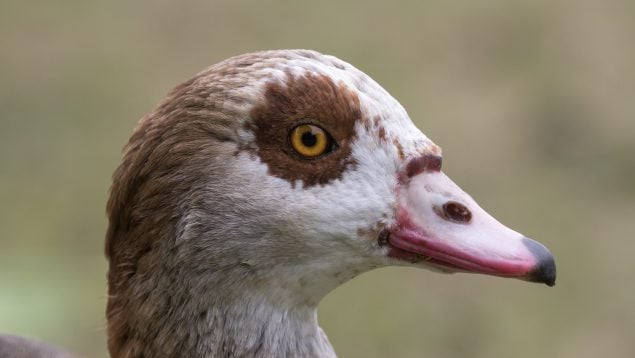 Ganso, ganso del Nilo, animales, especie invasora