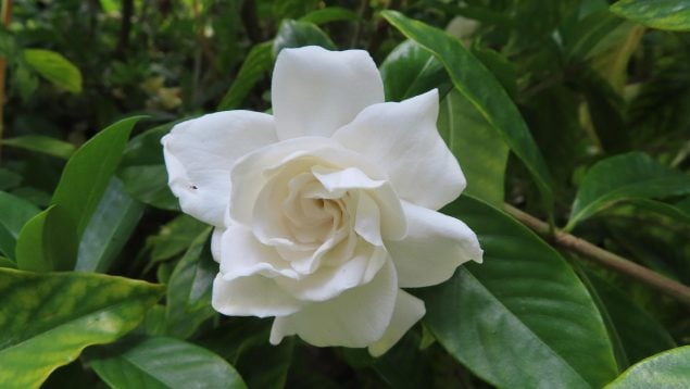 Gardenias, flores