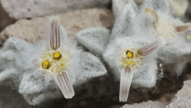 El descubrimiento de una nueva especie de planta en Estados Unidos, hallazgo científico en un parque nacional de Estados unidos, diablillo lanudo, nueva planta en Estados Unidos, ciencia, científicos, descubrimientos científicos, curiosidades.