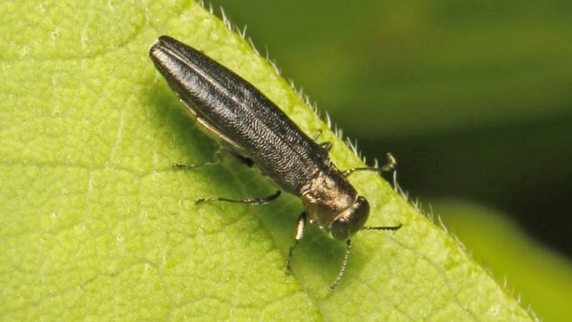 Insecto, escarabajo, fauna, naturaleza