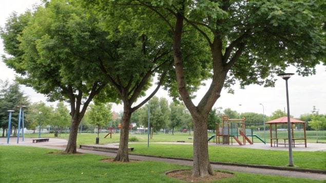 Árboles, parque, plantas