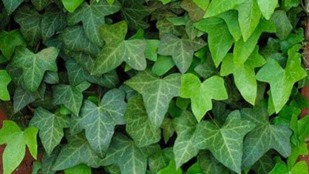 Planta, flora, curiosidades