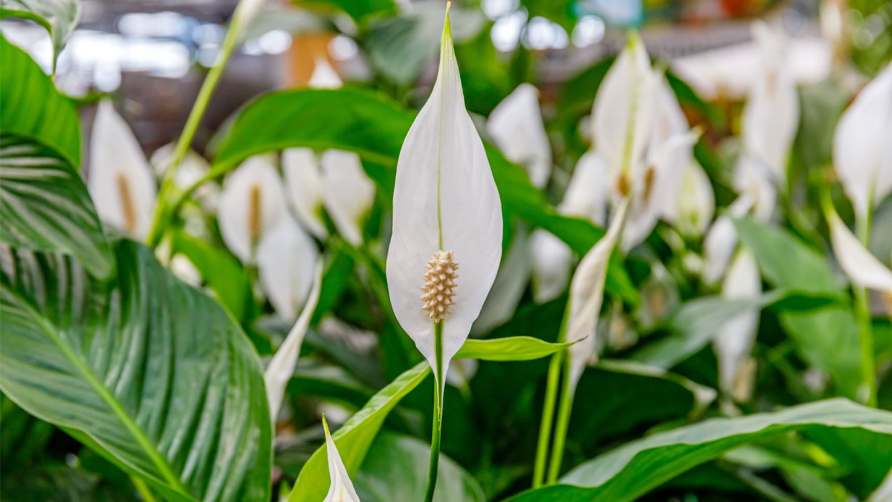 Lirio de la paz. Foto: Viveros Shangai