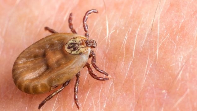 Enfermedad de Lyme